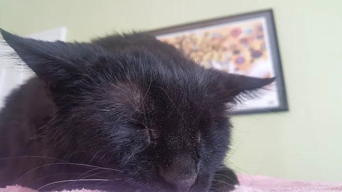 Charlotte Natural Animal Clinic 5