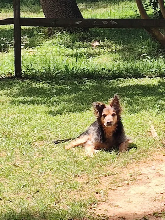 Charlotte Natural Animal Clinic 9