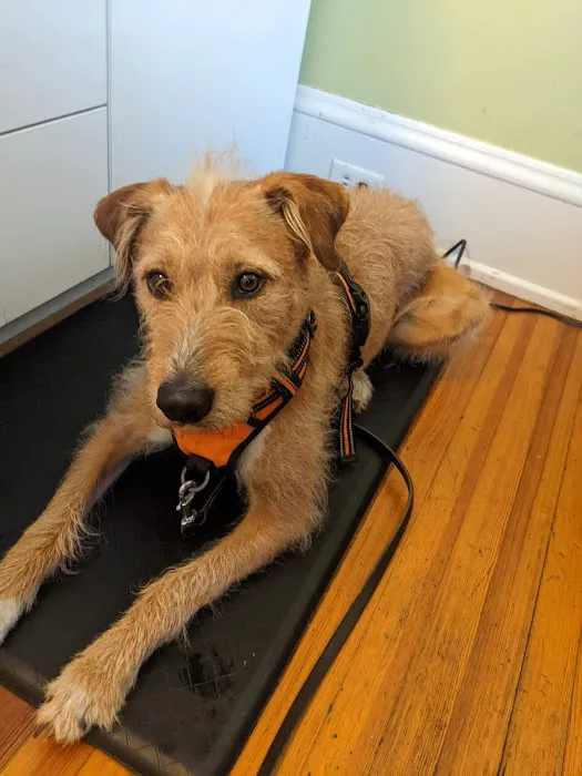 Charlotte Natural Animal Clinic 6