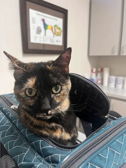 Charlotte Natural Animal Clinic 2