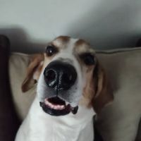 Charlotte Natural Animal Clinic ico