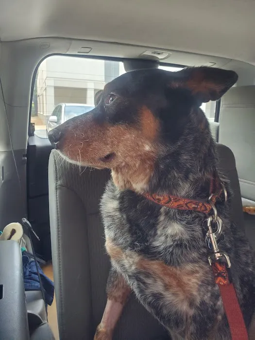 Charlotte Natural Animal Clinic 3