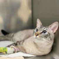 Livewell Animal Hospital of Elizabeth ico