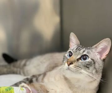Livewell Animal Hospital of Elizabeth