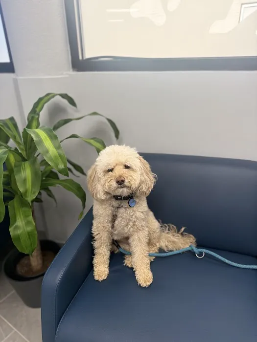 Livewell Animal Hospital of Elizabeth 9