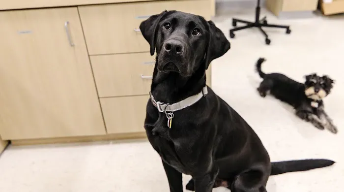 Livewell Animal Hospital of Elizabeth 5
