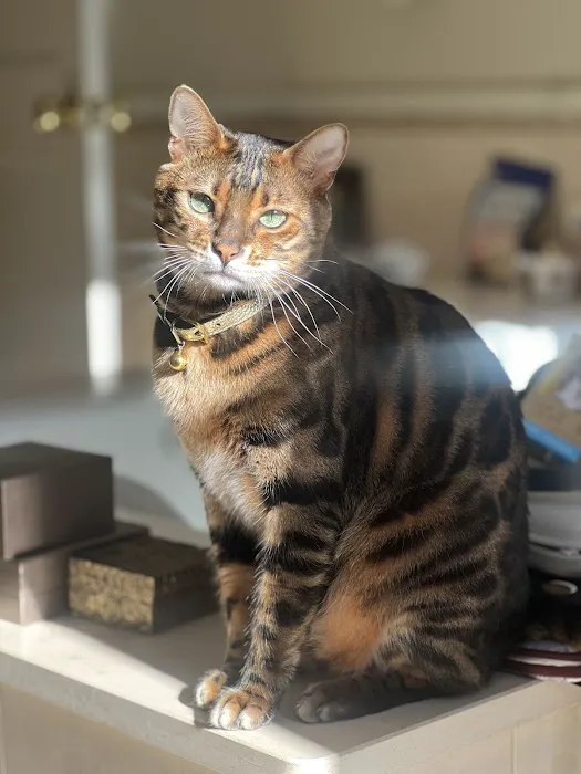 ARISTOCAT BENGAL 1