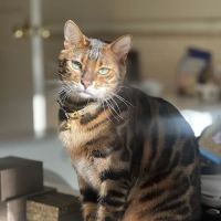 ARISTOCAT BENGAL ico