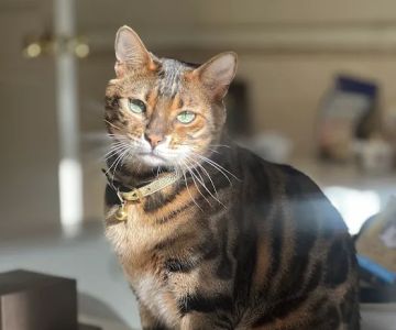 ARISTOCAT BENGAL