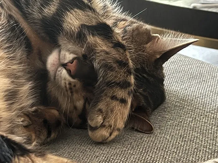 ARISTOCAT BENGAL 7