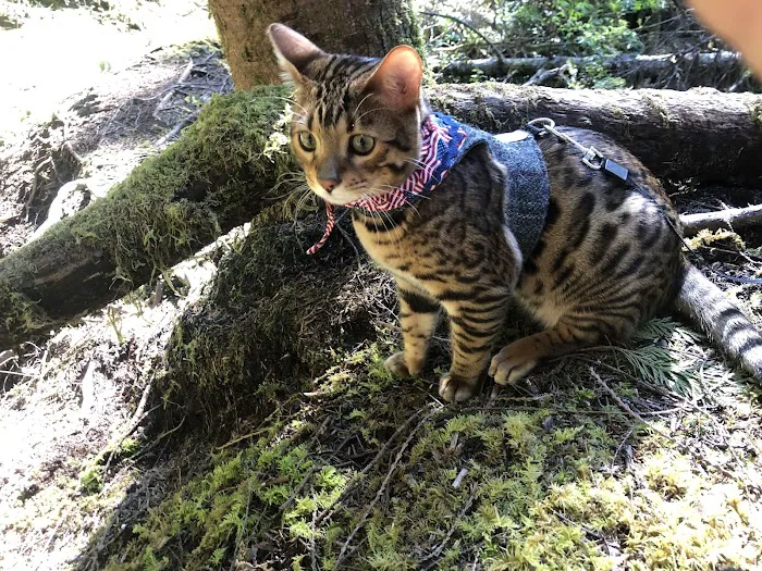 ARISTOCAT BENGAL 10