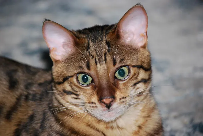 ARISTOCAT BENGAL 6