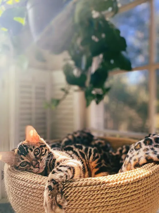 ARISTOCAT BENGAL 2