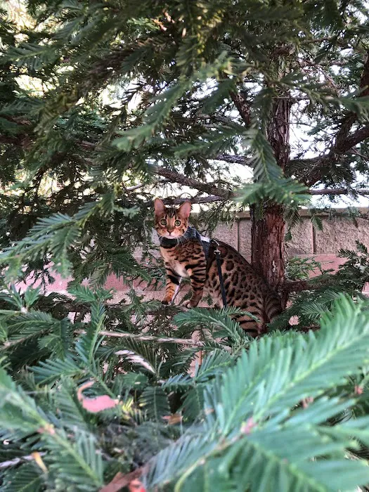 ARISTOCAT BENGAL 8