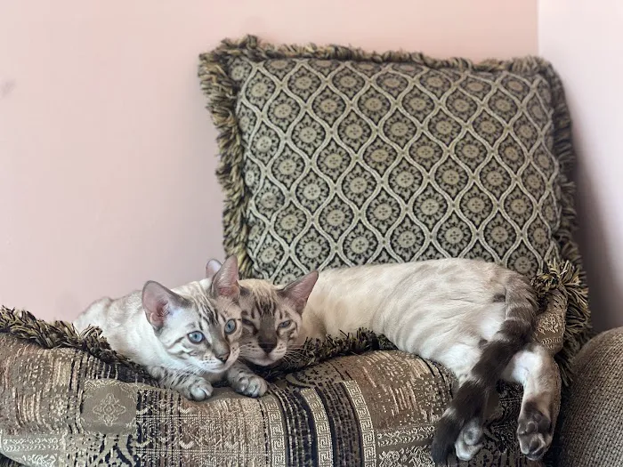 ARISTOCAT BENGAL 9