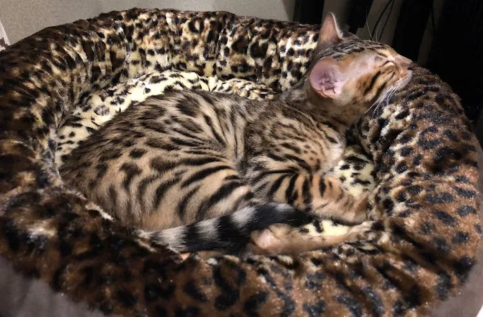 ARISTOCAT BENGAL 4
