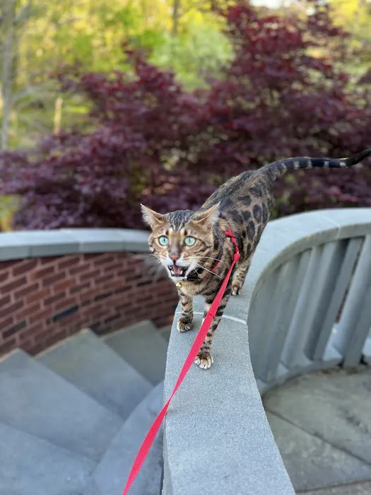 ARISTOCAT BENGAL 3