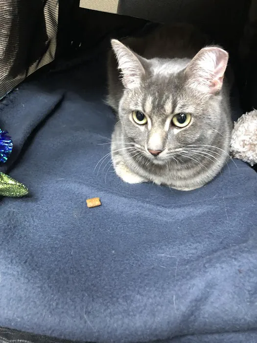 Cats Veterinary 8