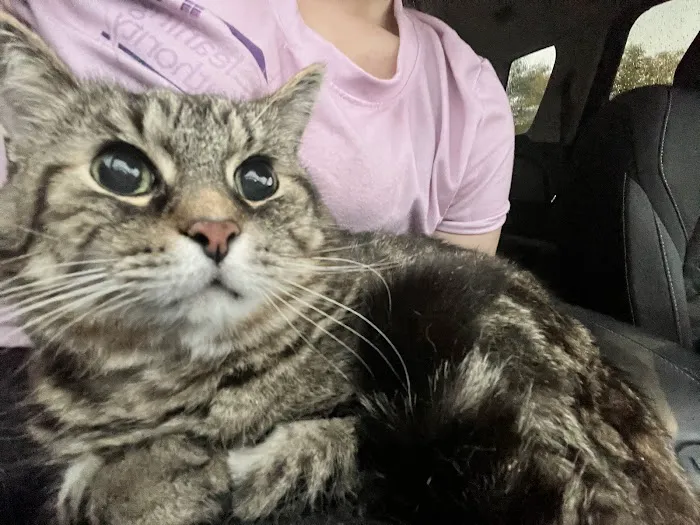 Cats Veterinary 9