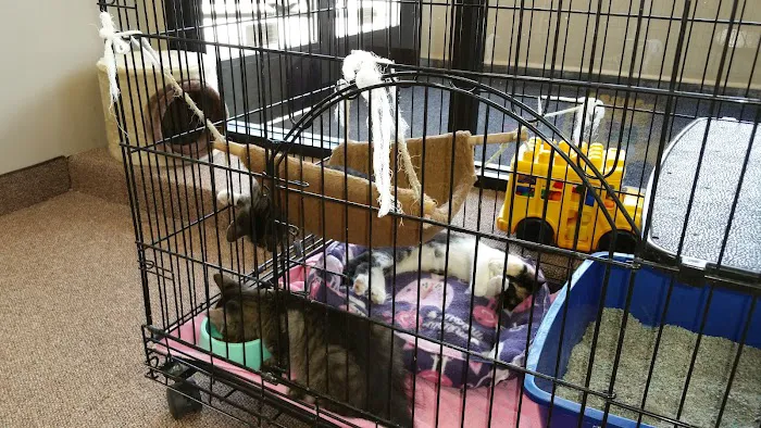 Cats Veterinary 6