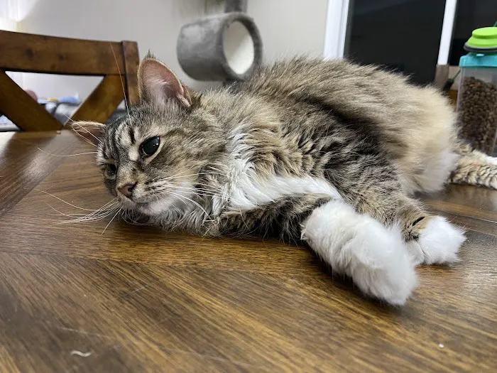 Cats Veterinary 5