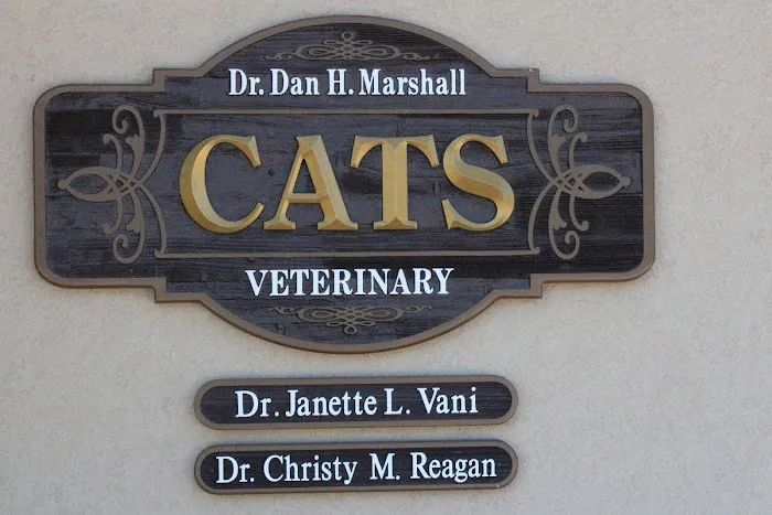 Cats Veterinary 1