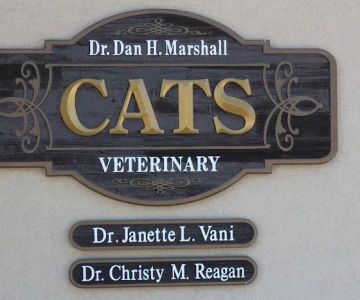 Cats Veterinary