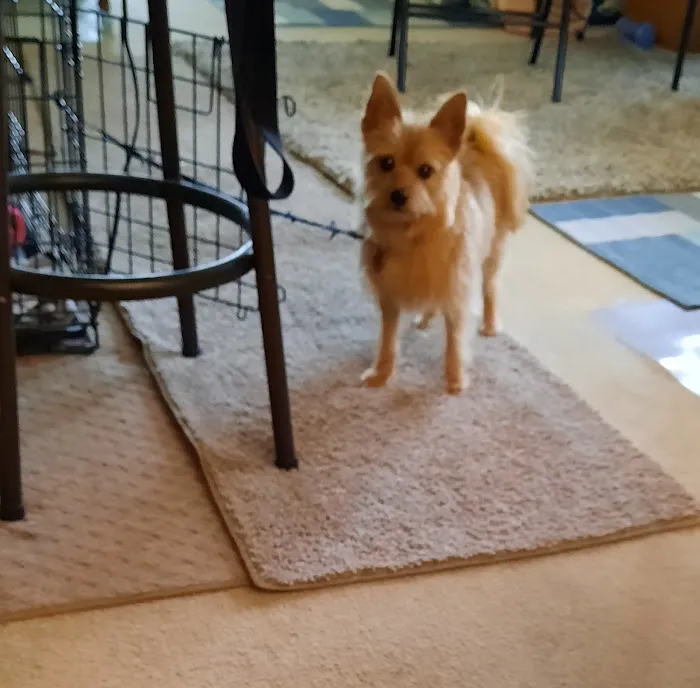 Groesbeck Animal Hospital 8