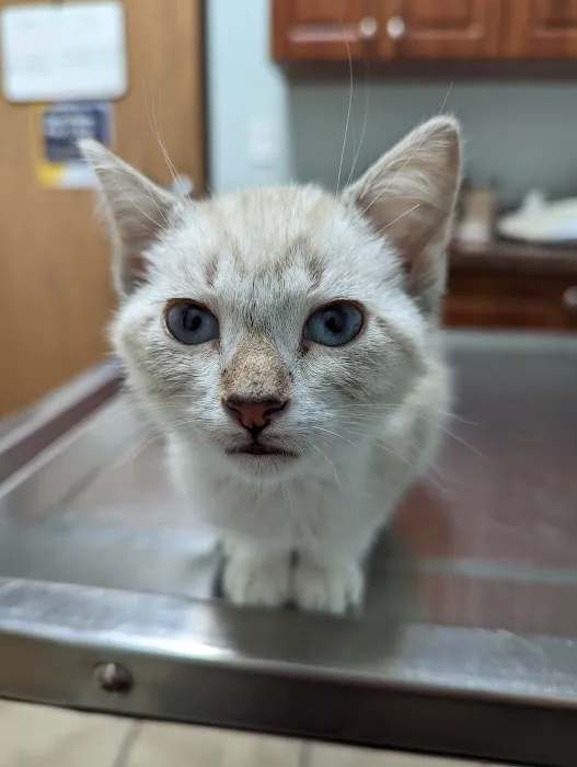 Groesbeck Animal Hospital 1
