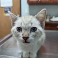 Groesbeck Animal Hospital ico