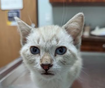 Groesbeck Animal Hospital