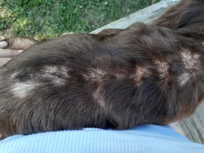 Groesbeck Animal Hospital 2
