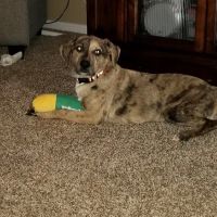 North Gratiot Veterinary Hospital ico