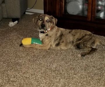 North Gratiot Veterinary Hospital