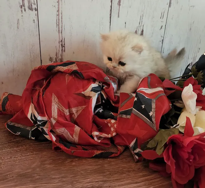 Purse Persians Kittens 4