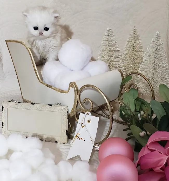 Purse Persians Kittens 1