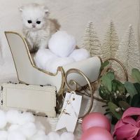 Purse Persians Kittens ico