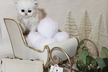 Purse Persians Kittens