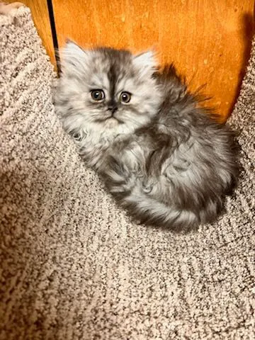 Purse Persians Kittens 3