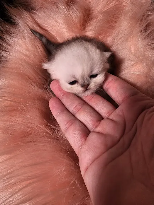 Purse Persians Kittens 9