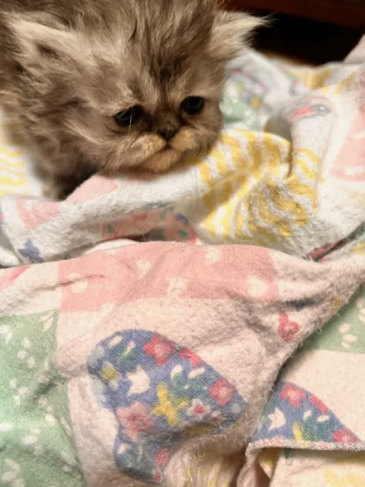 Purse Persians Kittens 10