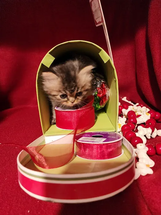 Purse Persians Kittens 6