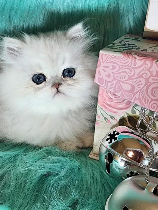 Purse Persians Kittens 7