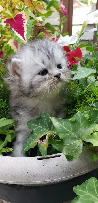 Purse Persians Kittens 8