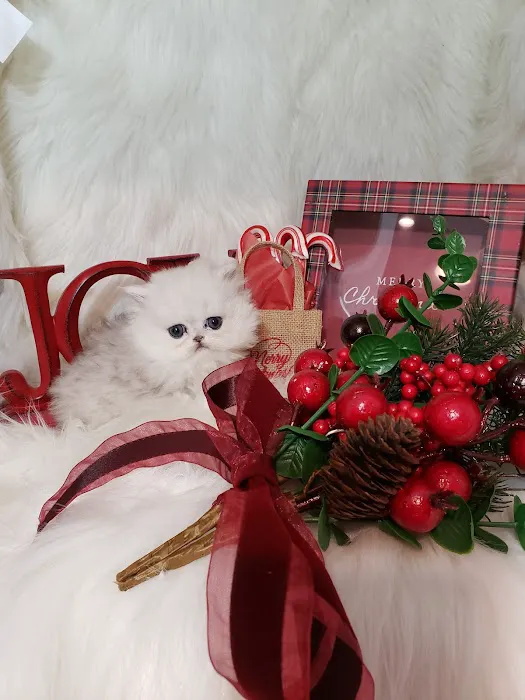 Purse Persians Kittens 5