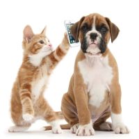 Pets Ahoy Animal Hospital ico