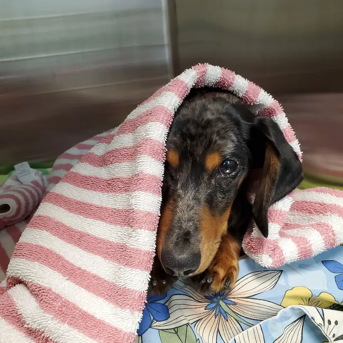Pets Ahoy Animal Hospital 5