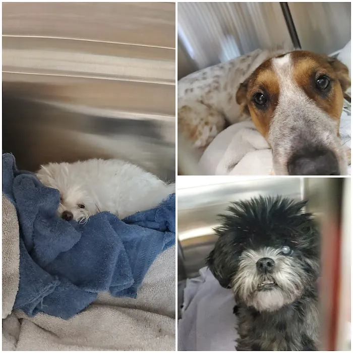 Pets Ahoy Animal Hospital 4