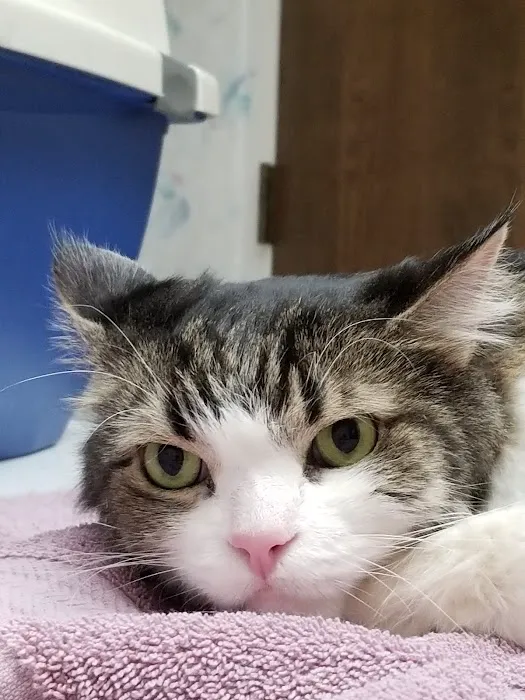The Kitty Clinic 12