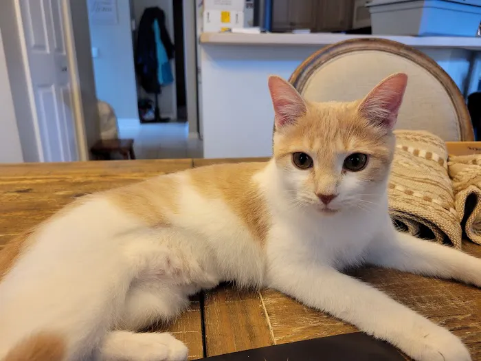 The Kitty Clinic 12